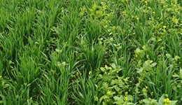 Assessing crop physiology traits for their competitiveness against weeds in low-input and organic farming systems